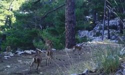 Adıyaman'da yaban keçisi envanteri tamamlandı