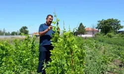 Ziraat Mühendisleri kendi çiftliklerini kurabilmesi için yeni projelerle teşvik edilmeli