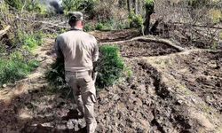 Diyarbakır'da yaklaşık bir buçuk milyon kök Hint keneviri ve kök skunk ele geçirildi