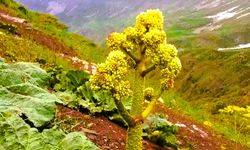 Yayla muzu fiyatıyla Anamur muzunu geride bıraktı