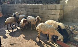 Adıyaman'da başıboş köpeklerin saldırdığı 5 koyun telef oldu