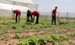 Öğrencilerin yetiştirdiği marulların hasadı yapıldı
