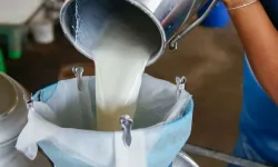 Mart’ta 1 milyon 15 bin ton süt toplandı