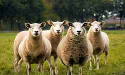Kurban keserken nelere dikkat edilmelidir?