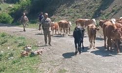 Batman'da kayıp büyükbaş hayvanlar bulunarak sahibine teslim edildi