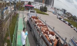Bingöl'de kurbanlık hayvan sevkleri başladı