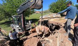 Derinlikteki su kuyusuna düşen inek kurtarıldı
