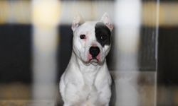 Başıboş pitbull cinsi köpek saldırdığı kadına kâbusu yaşattı