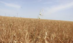 Verim sıfır, borçlar birikti, destek bekleniyor