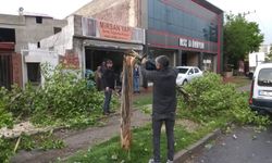 Kayapınar'da fırtınanın bilançosu ağır oldu