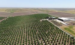 Diyarbakır meyvecilikte Kaliforniya’ya rakip olacak
