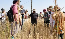 Slow Wheat Şanlıurfa 2025 coşkusu yaşanıyor