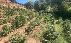 Bingöl’de 19 bin 513 kök skunk ele geçirildi