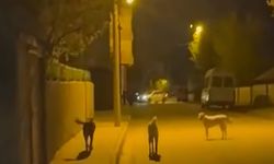 HÜDA PAR Genç İlçe Başkanı Doğru: Başıboş köpek sorununa çözüm bulunmalı