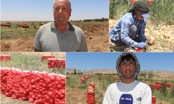 Mardin’de soğan hasadı başladı: Çiftçi emeğinin karşılığını alamamaktan şikayetçi