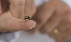 İklim değişikliği kene popülasyonunu artırıyor
