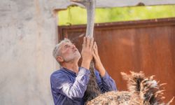 Diyarbakır'da firari deve kuşu "Hüdhüd"e eş bulundu