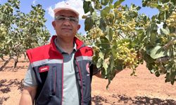 Siirt'te fıstık rekoltesini belirlemek için oluşturulan komisyon çalışmalarına başladı