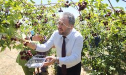 Toprakla uğraşarak rehabilite olan engelliler böğürtlen hasadı gerçekleştirdi