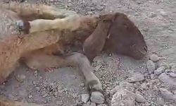 Sokak köpeklerinin saldırısına uğrayan koyun telef oldu