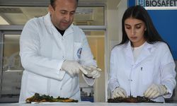 Alzheimer, Göz Tansiyonu ve Diyabet hastalıklarına bitkisel çözüm