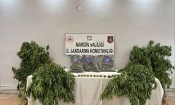 Mardin'de narkotik operasyonu: 1 tutuklama