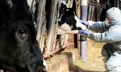 8,5 milyon doz şap aşısı sahaya gönderildi