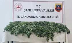 Şanlıurfa'da narkotik operasyonu: 2 şüpheli yakalandı