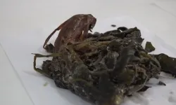 Diyarbakır'da yetişen "soryaz" ve "gurız" alzheimer ve diyabete umut oldu