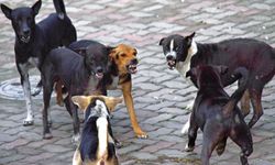 Halktan başıboş köpekler için çözüm çağrısı
