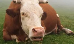 Şap hastalığının bazı bölgelerde hızla yayıldığı iddiaları yalanlandı