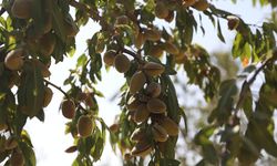 Diyarbakır'da kuraklığa dayanıklı ürünlerin üretimi artıyor