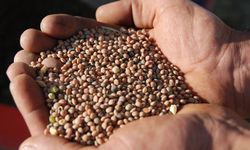 Şanlıurfa'da mercimek hasadı başladı