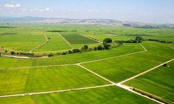 Diyarbakır'da 2,4 Milyon TL’lik tarla açık artırmayla satışta