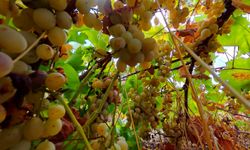 Diyarbakır'da 12 farklı üzümün hasadı yapılıyor