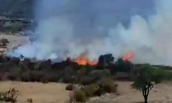 Diyarbakır'da çıkan yangında çok sayıda ağaç zarar gördü