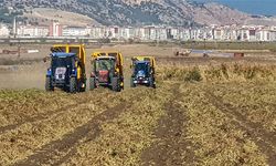 Gaziantep'te yerfıstığı hasadı başladı