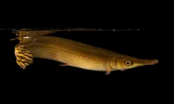 150 milyon yıldır hayatta kalan balık türü yok olma tehlikesinde