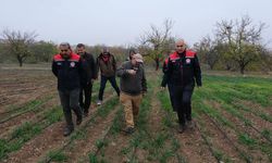 Malatya’da safran üretimi yaygınlaşıyor