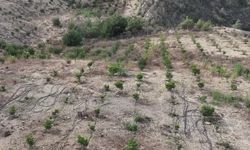 Adana'da emekli mühendis atıl araziye 2 bin keçiboynuzu fidanı dikti