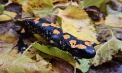 Adana’da nesli tehlike altındaki sarı benekli semender görüntülendi