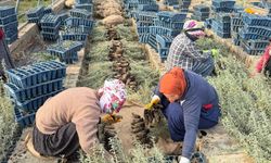 Mardin'de 2 milyon tuz çalısı fidanı üretildi