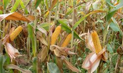 Arpa ve mısır ithalatında tarife kontenjanları artırıldı