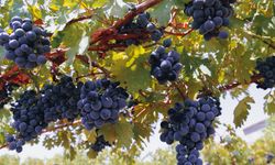 Diyarbakır'da bağcılığa büyük destek: Yüzde 50 hibe verilecek