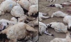 Batman'da kurtlar ağıla girerek 10 küçükbaş hayvanı telef etti