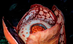 Dünyanın en nadir çiçeklerinden biri bulundu