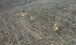 Hatay ve Kilis’te 44 bin fidan toprakla buluşacak