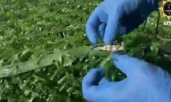 Hatay'da 300 binden fazla hap ele geçirildi