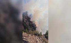 Hatay'da orman yangını