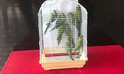 İki hırsız camı kırıp 9 papağanı çaldı